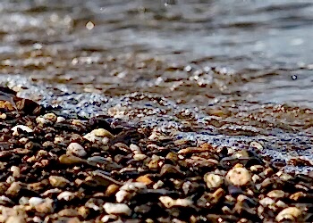 Pebble beach РК Лоо 15 июля 2024 года