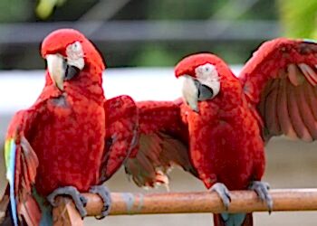 birds Venesuela остров Маргарита Венесуэла 4 марта 2024 года