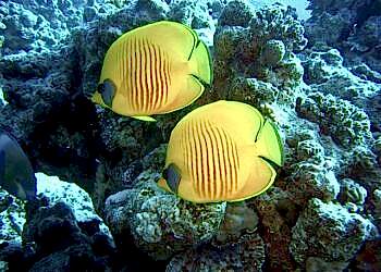 dive-Egypt Хургада 4 звезды из НН 7 февраля 2025 года