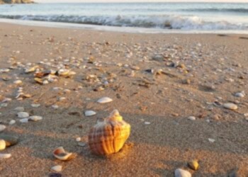 Beach Turkey Турция эконом из НН 12 августа 2024 года
