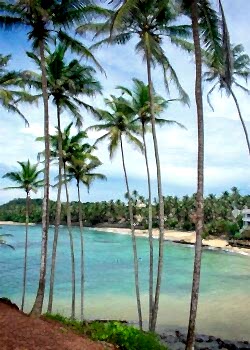 sri-lanka Унаватуна Хиккадува 20 января 2025 года